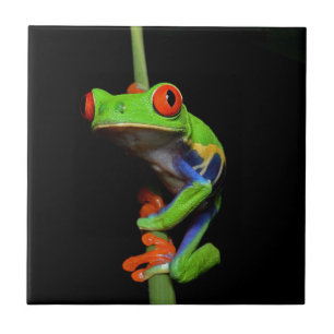 Red Eyed Painted Tree Frog Ceramic Tile