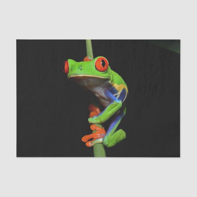 Red Eyed Painted Tree Frog Tissue Paper (Front)