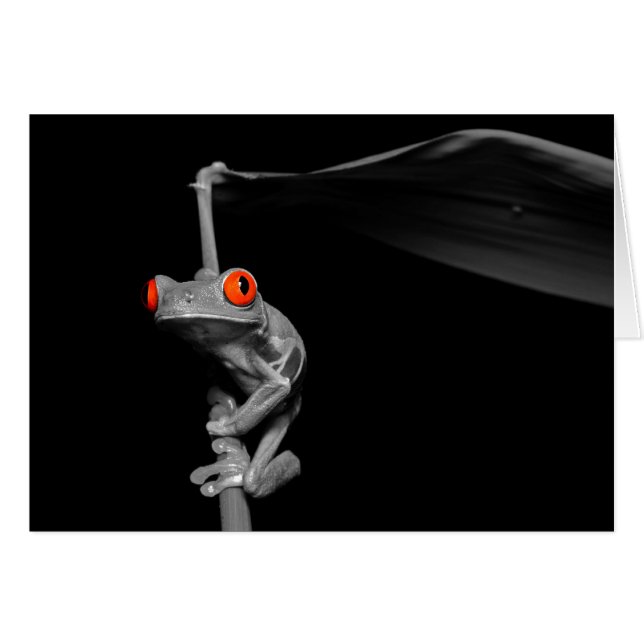 Red Eyed Tree Frog (Front Horizontal)