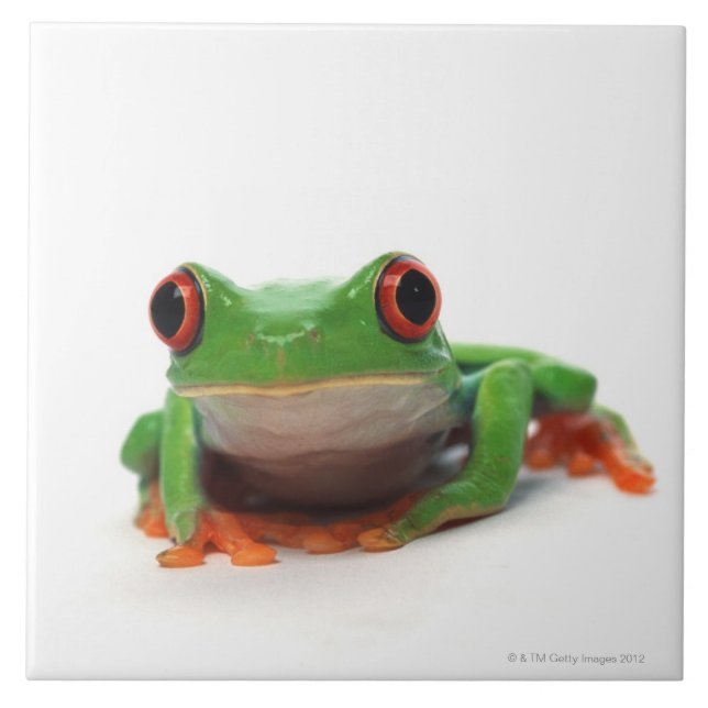 Red eyed tree frog 2 ceramic tile (Front)
