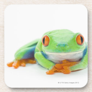 Red-Eyed Tree Frog (Agalychnis Callidryas) 2 Coaster