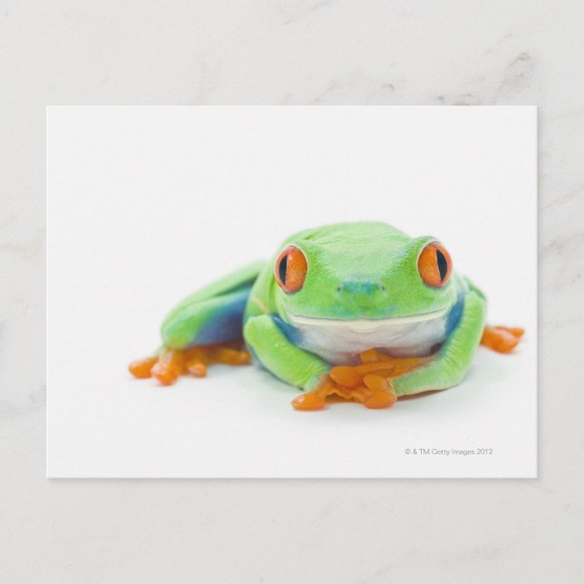 Red-Eyed Tree Frog (Agalychnis Callidryas) 2 Postcard (Front)