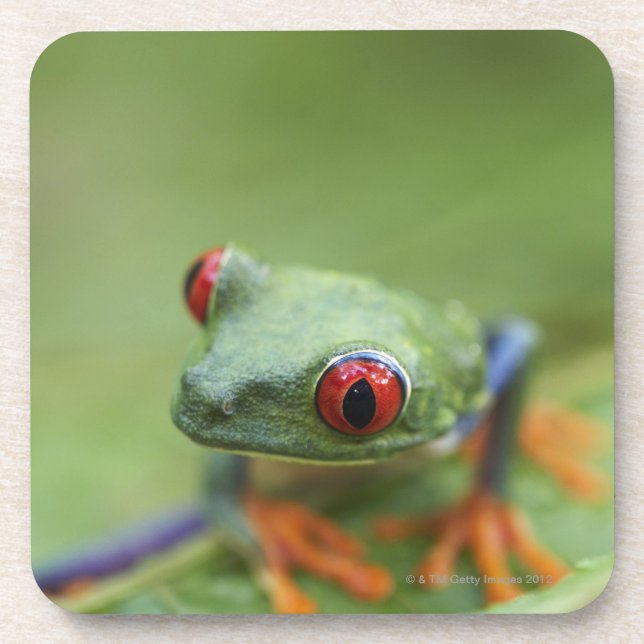 Red-eyed tree frog (Agalychnis callidryas) Coaster (Front)