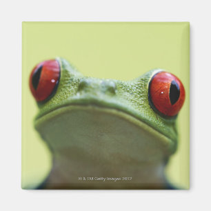 Red-eyed tree frog (Agalychnis callidryas) Magnet