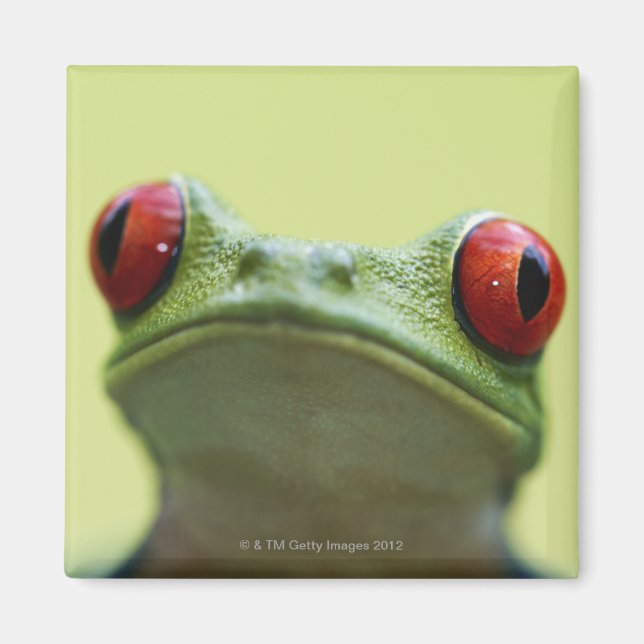 Red-eyed tree frog (Agalychnis callidryas) Magnet (Front)