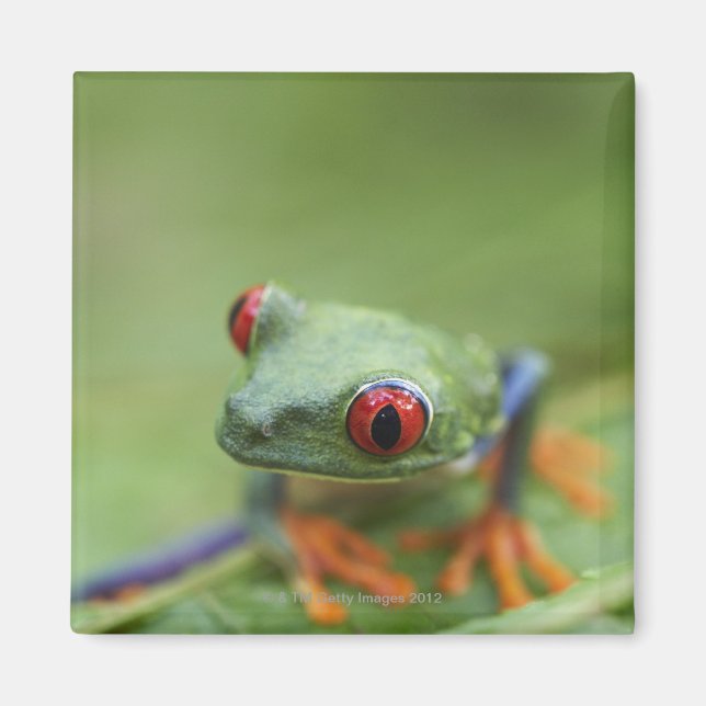 Red-eyed tree frog (Agalychnis callidryas) Magnet (Front)