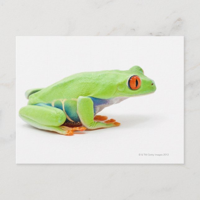 Red-Eyed Tree Frog (Agalychnis Callidryas) Postcard (Front)