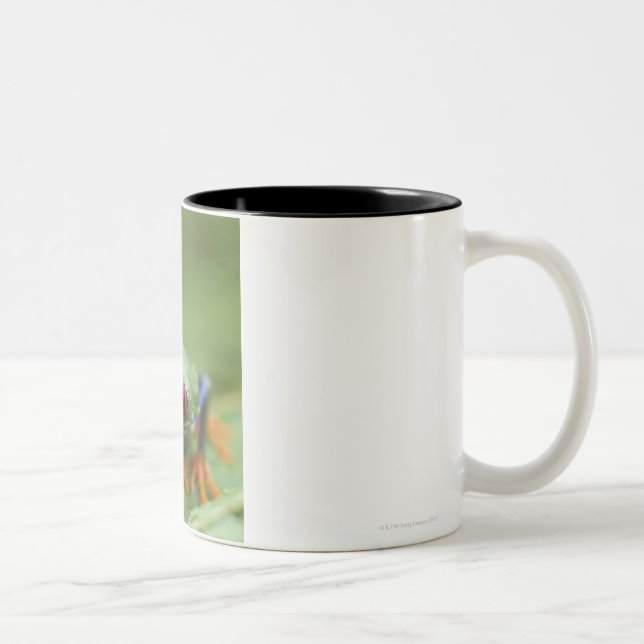 Red-eyed tree frog (Agalychnis callidryas) Two-Tone Coffee Mug (Right)
