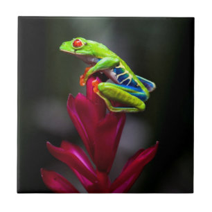 Red-eyed Tree Frog Ceramic Tile