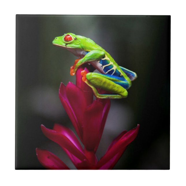 Red-eyed Tree Frog Ceramic Tile (Front)