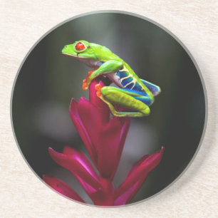 Red-eyed Tree Frog Coaster