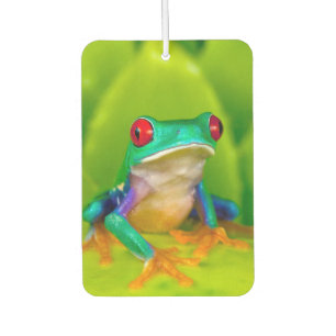 Red-eyed tree frog, Costa Rica Car Air Freshener