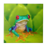 Red-eyed tree frog, Costa Rica Ceramic Tile<br><div class="desc">Red-eyed tree frog (Agalychnis callidryas),  Costa Rica</div>