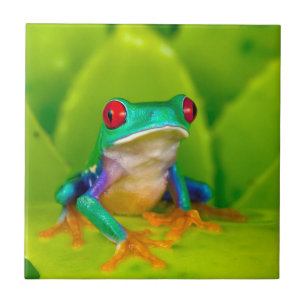 Red-eyed tree frog, Costa Rica Ceramic Tile