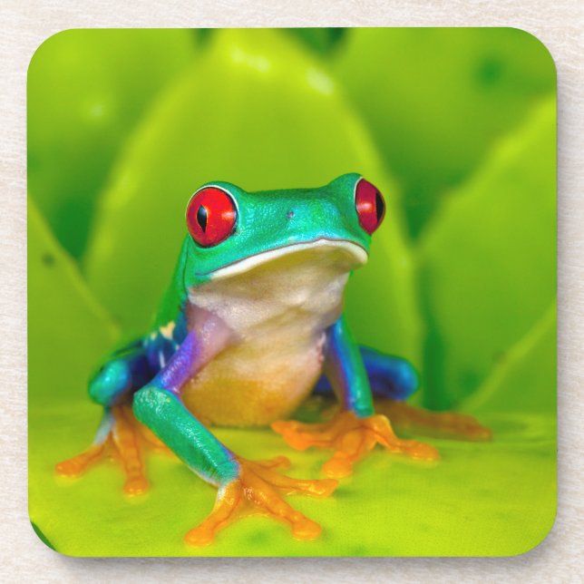 Red-eyed tree frog, Costa Rica Coaster (Front)
