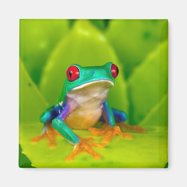 Red-eyed tree frog, Costa Rica Magnet (Front)
