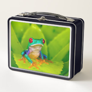Red-eyed tree frog, Costa Rica Metal Lunch Box