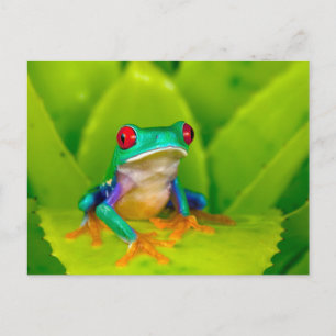 Red-eyed tree frog, Costa Rica Postcard