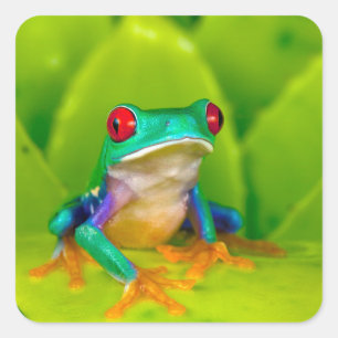 Red-eyed tree frog, Costa Rica Square Sticker