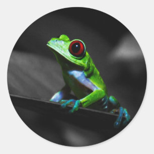 Red Eyed Tree Frog III Classic Round Sticker