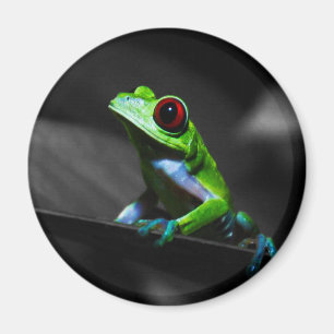 Red Eyed Tree Frog III Magnet