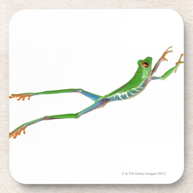 Red eyed tree frog jumping coaster (Front)