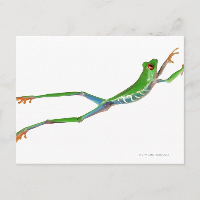 Red eyed tree frog jumping postcard (Front)