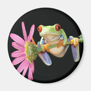 red eyed tree frog magnet