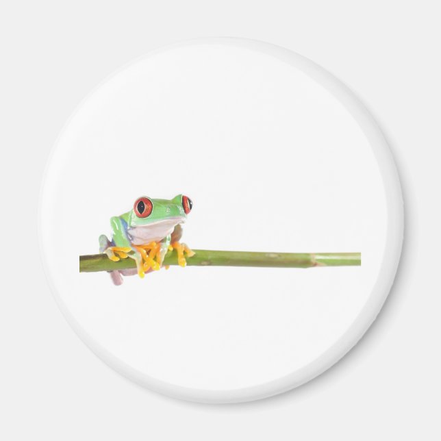 red eyed tree frog magnet (Front)