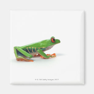 Red eyed tree frog magnet