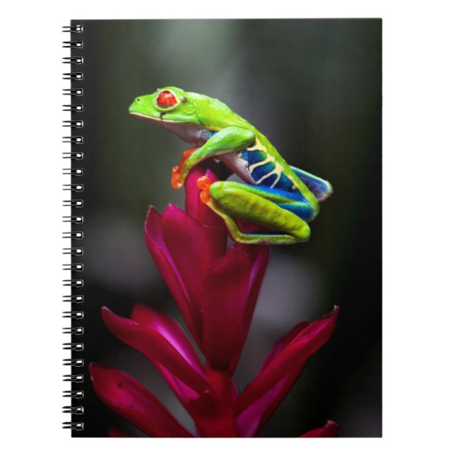 Red-eyed Tree Frog Notebook (Front)