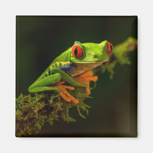 Red Eyed Tree Frog on a branch Magnet (Front)