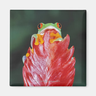 Red-Eyed Tree Frog on Leaf Magnet