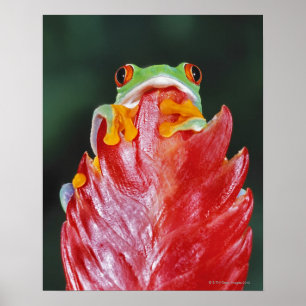 Red-Eyed Tree Frog on Leaf Poster
