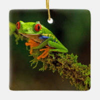 Red Eyed Tree Frog Photo
