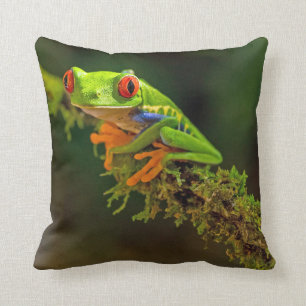 Red Eyed Tree Frog Photo Cushion