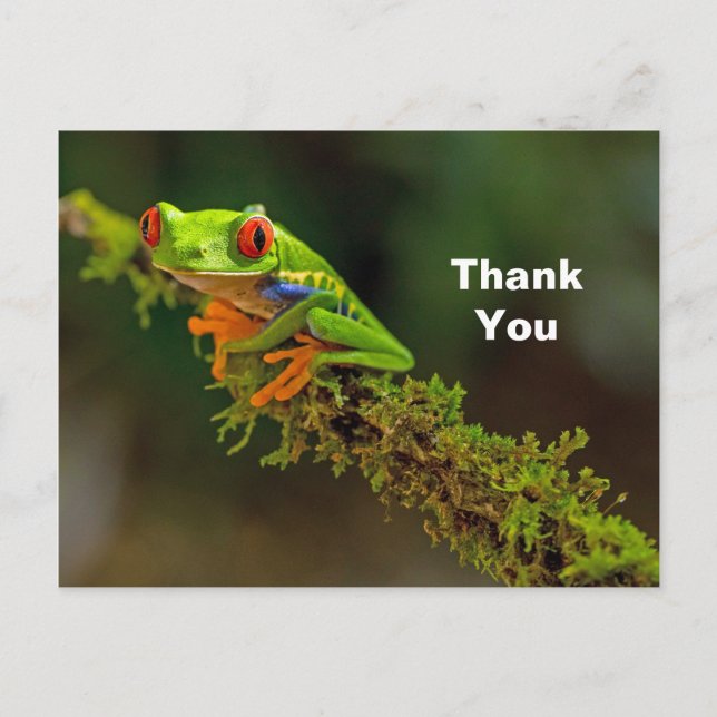 Red Eyed Tree Frog Photo Thank You Postcard (Front)