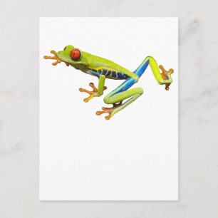 Red eyed tree frog postcard