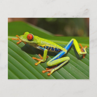 Red Eyed Tree Frog Postcard