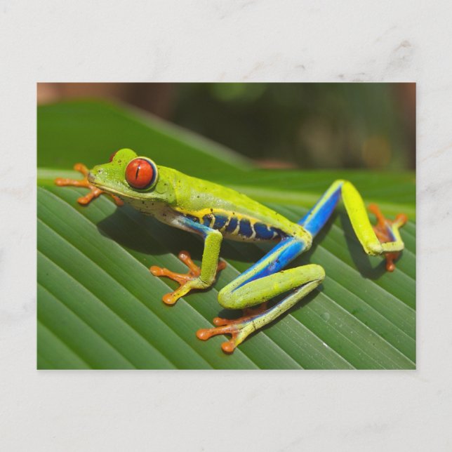 Red Eyed Tree Frog Postcard (Front)
