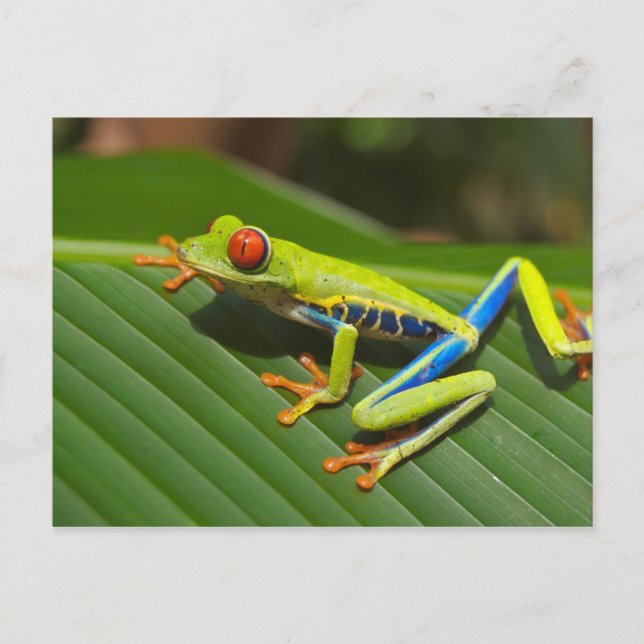 Red-Eyed Tree Frog Postcard (Front)