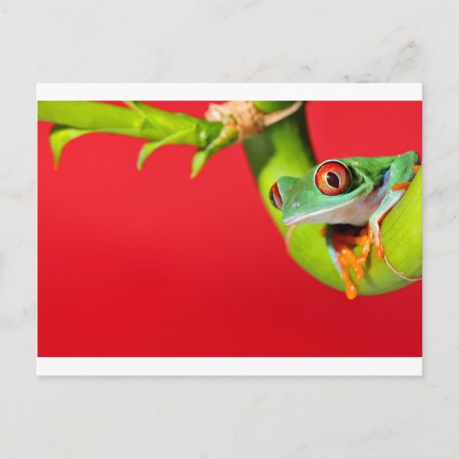 red eyed tree frog postcard (Front)