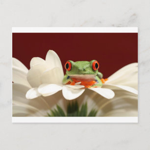 red eyed tree frog postcard