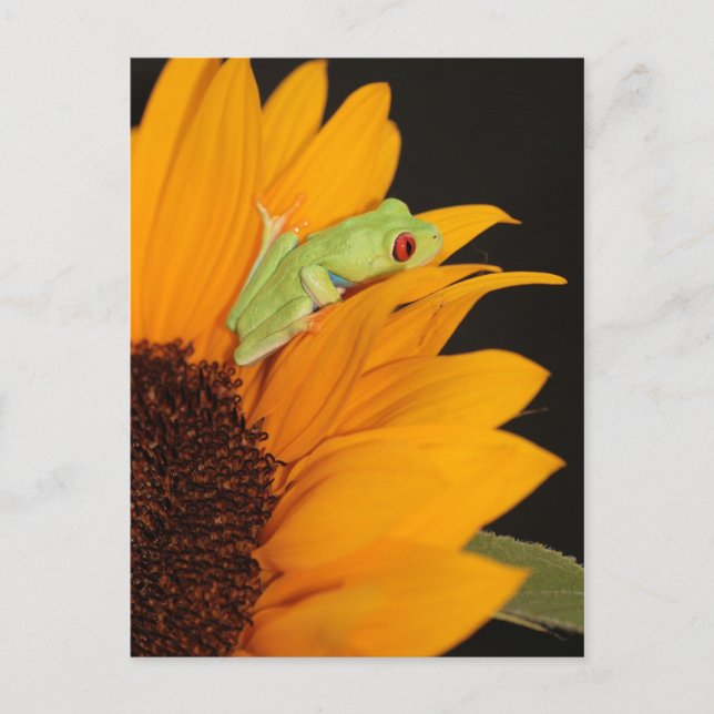 red eyed tree frog postcard (Front)