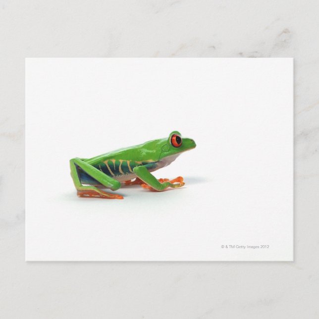 Red eyed tree frog postcard (Front)