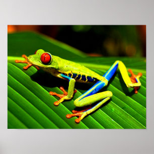 Red-eyed Tree Frog Poster