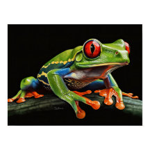 Red eyed tree frog