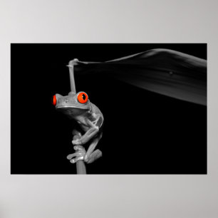 Red Eyed Tree Frog Poster