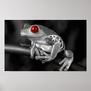 Red Eyed Tree Frog Poster