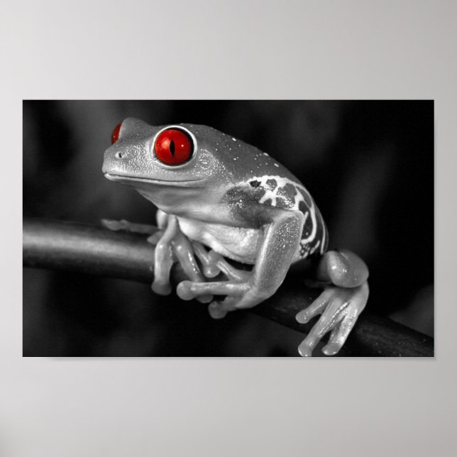 Red Eyed Tree Frog Poster (Front)